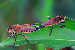 世代を繋ぐ　P1610293zz