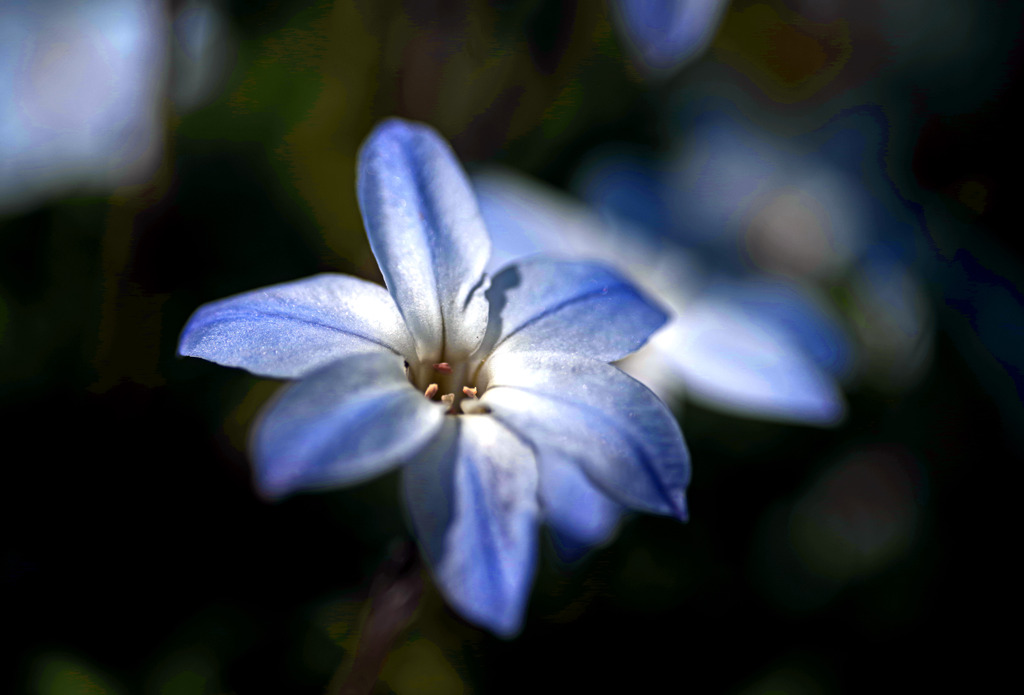 ネモフィラ　IMGP3223zz