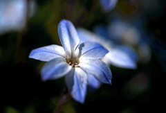 ネモフィラ　IMGP3223zz