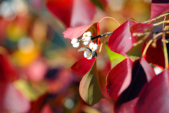 ナンキンハゼの実　IMGP3190zz