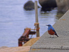 イソヒヨドリ　P1210207zz