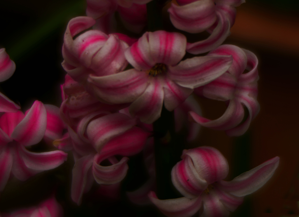 飴細工のような花びら　P1530064zz