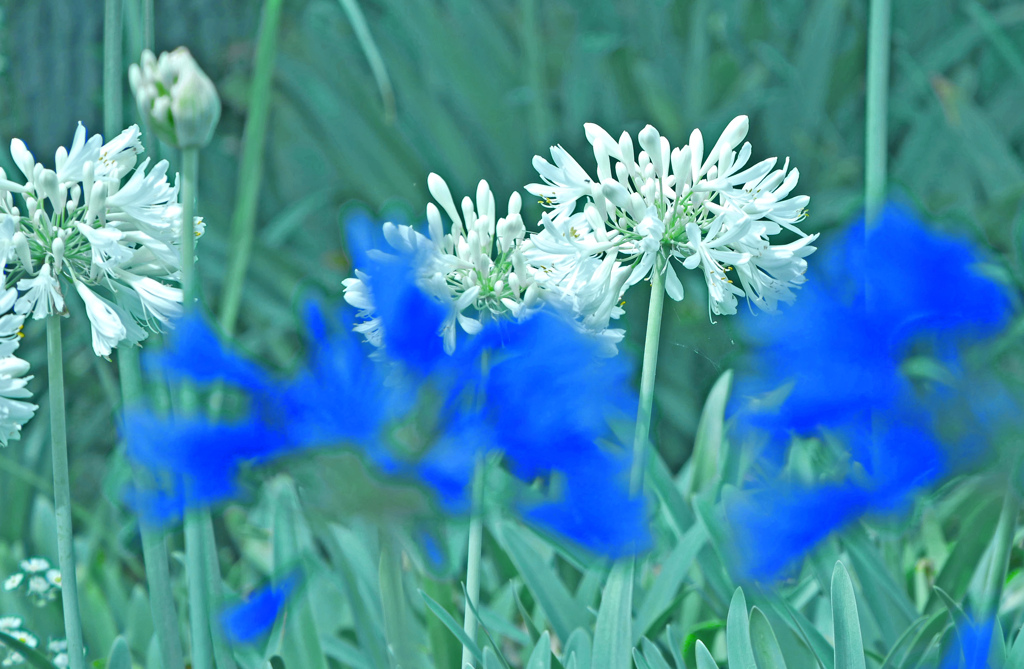 白いアガパンサス　P1580262zz