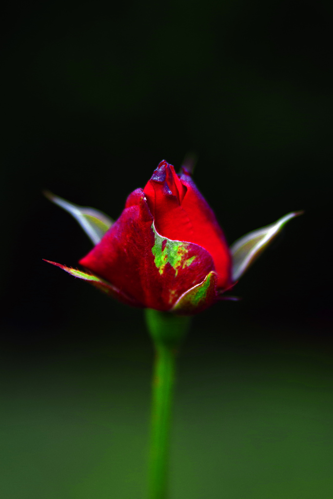 明日に咲く花　IMGP0038zz