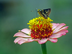 百日草とセセリチョウ　P1380713zz