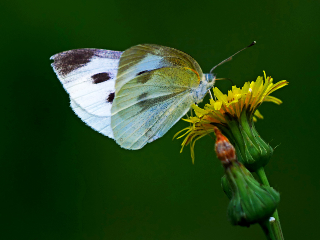 モンシロチョウとタンポポ　P1240999zz