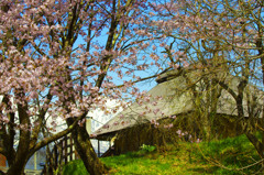 白馬村からの春だより　_IGP7009zz