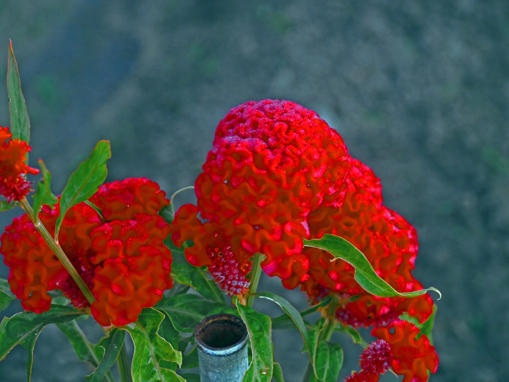 焔のごとき　P1470043zz