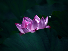 Pink lotus　P1340170zz