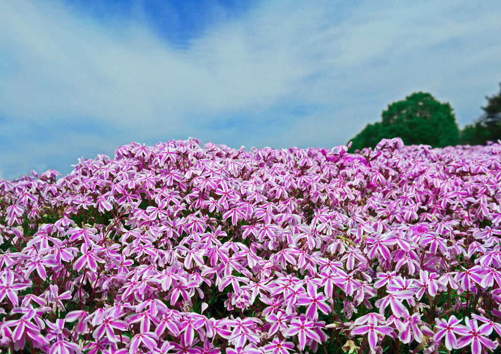 花の海　P1150934zz