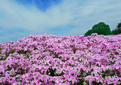 花の海　P1150934zz