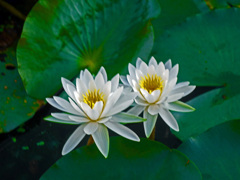 White twin flowers　P1390131zz