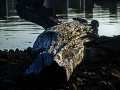 流れ者(物）　DSC08744zz