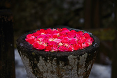 花の手水鉢　IMGP1569zz
