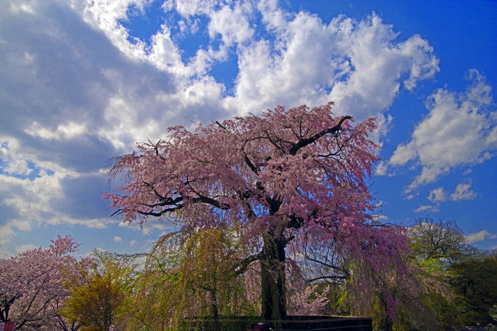 古都の桜 円山公園Ⅱ　IMGP9661zz