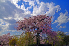 古都の桜 円山公園Ⅱ　IMGP9661zz