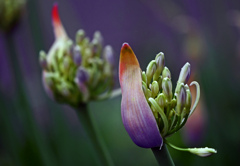 Standby ok　P1540091zz