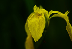 黄菖蒲二態　其弐　IGP8187zz