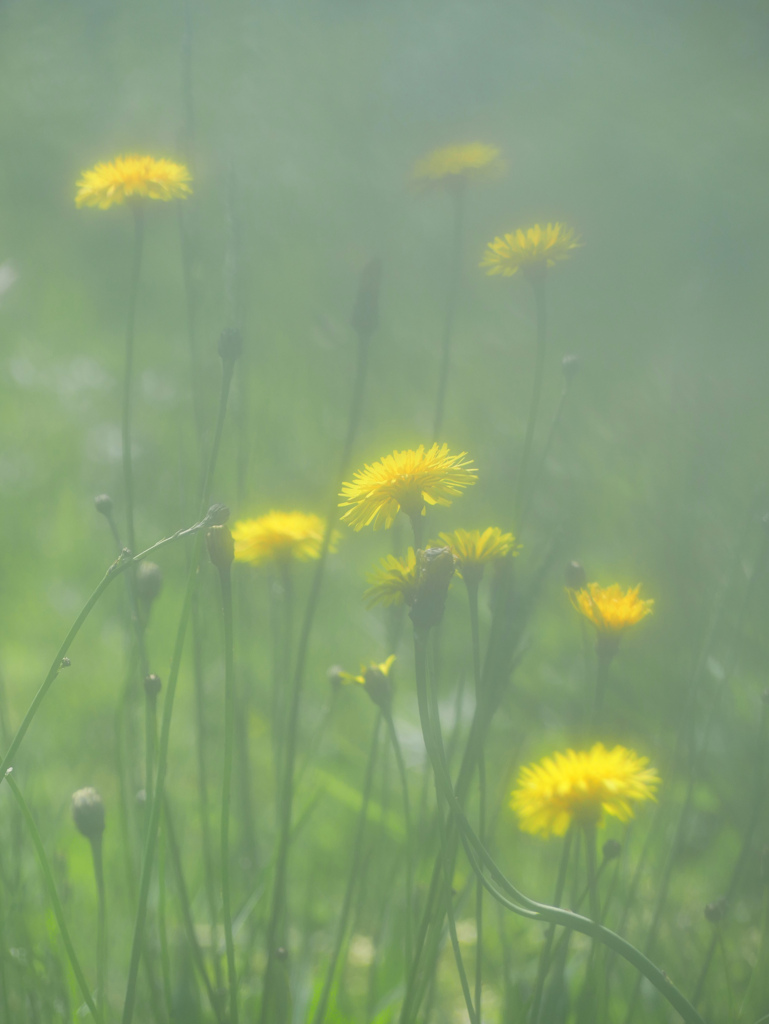 黄色い花　P1180950zz