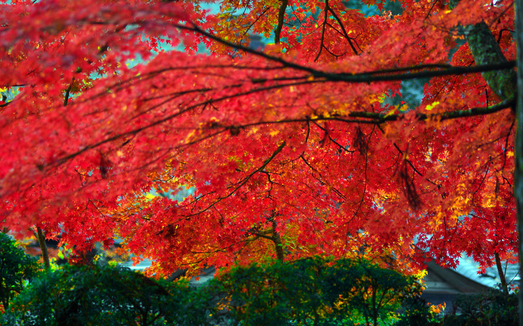 溶け込みそうな紅　IMGP3478zz