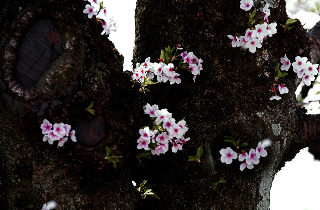 胴ぶき桜　IMGP4783zz