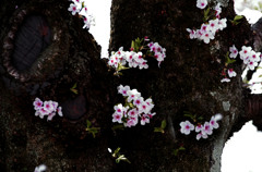 胴ぶき桜　IMGP4783zz