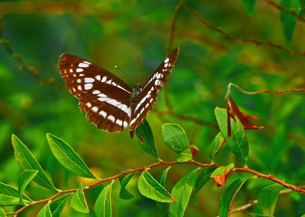 ミスジチョウ　P1570222zz