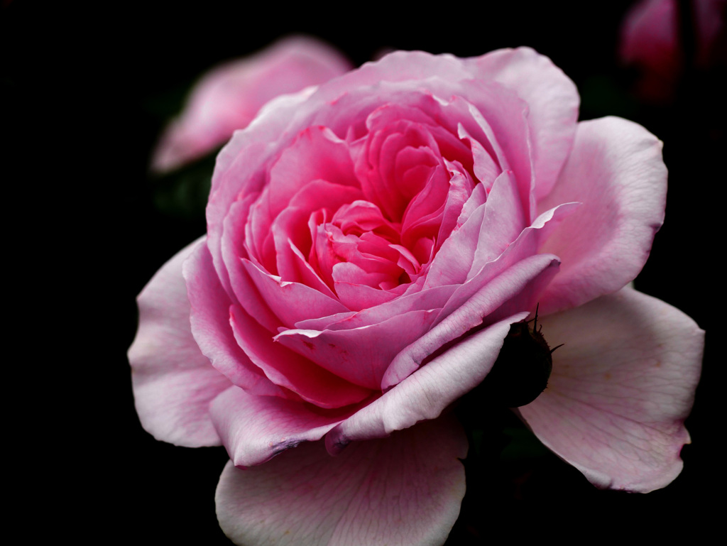 ジ・エンシェント・マリナー　P1220304zz