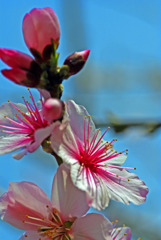 もうすぐ満開　IMGP0185zz