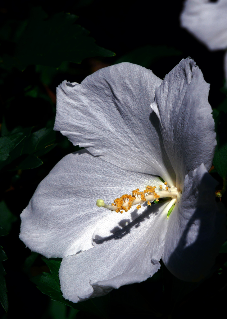 白い花弁と黄色い蕊　P1210027zz