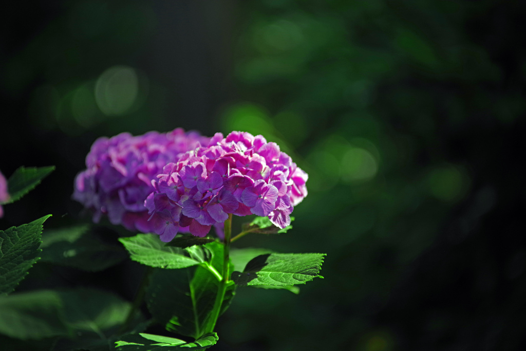 差し込む光　IMGP3053zz