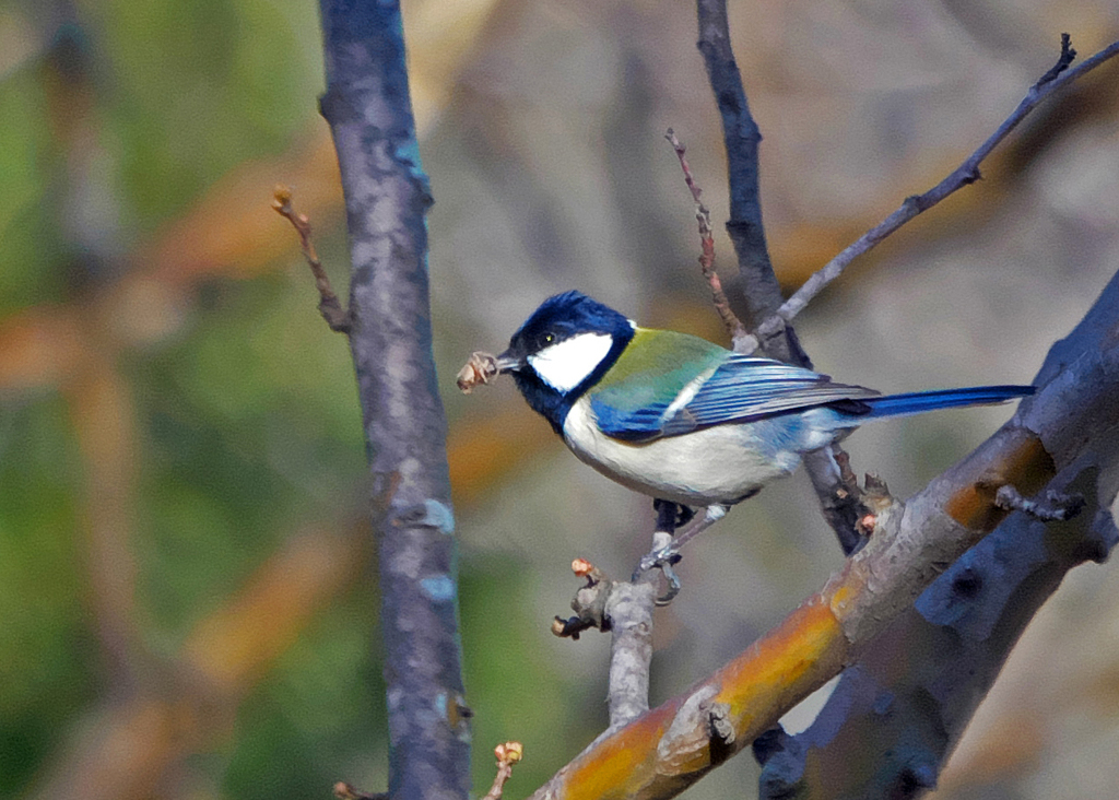 シジュウカラ　P1090026z