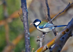 シジュウカラ　P1090026z