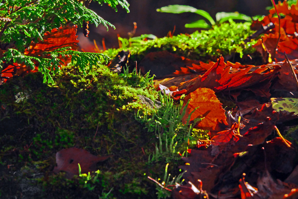 苔と落葉　P1450412zz