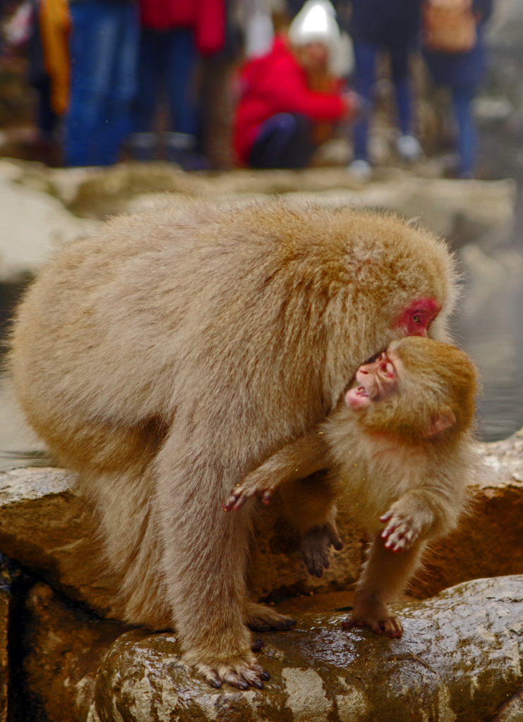 母と子　IMGP3789zz