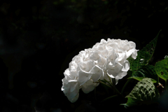 白い花　P1410385zz