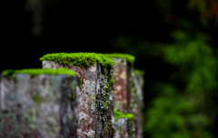 緑の帽子　IMGP0867zz