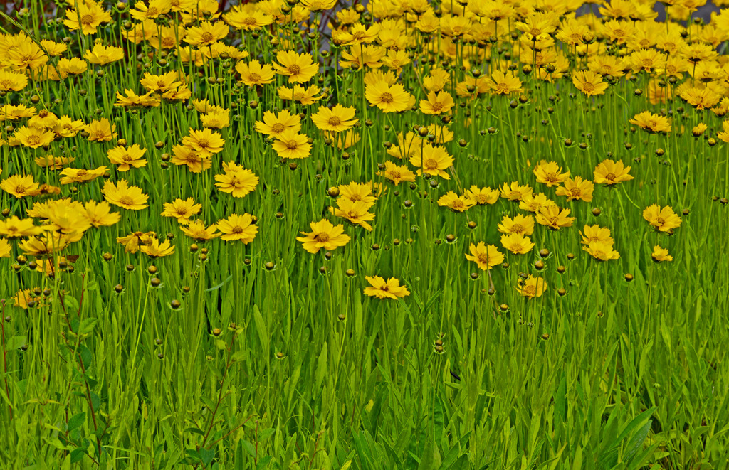 オオキンケイギク　IMG8373zz