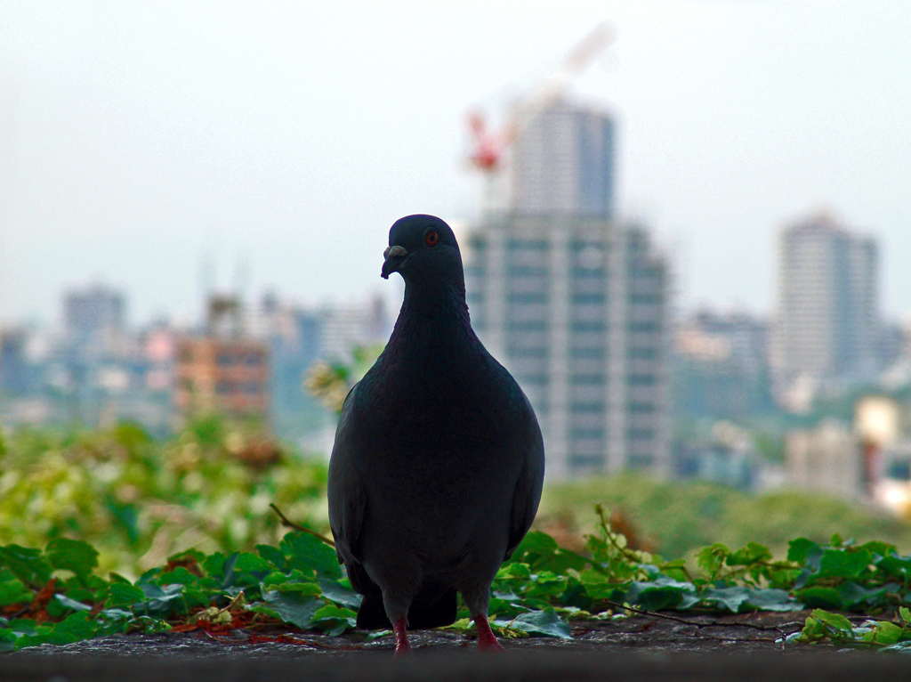 都会暮らし　DSC00568zz