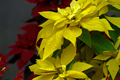 黄色いポインセチア　IMG0215zz