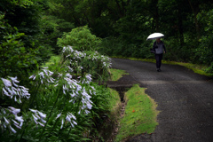 小雨降る小径　P1010278zz
