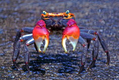 アカテガニ　P1380030zz