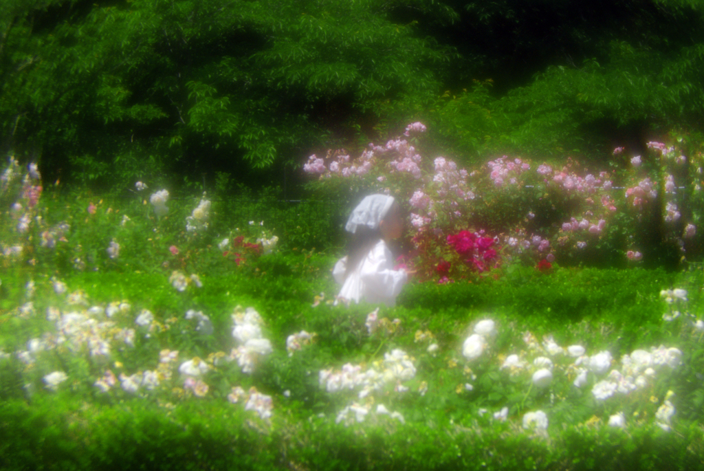 薔薇のニンフ　IMGP8722zz