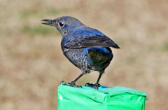 ピーチクパーチク　P1810071zz