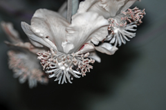 キウイの雌花　IMG8625zz
