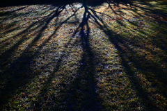 初冬の影　P1280714zz