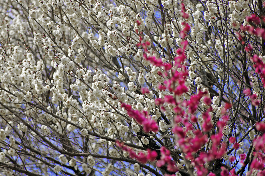 爛漫の梅花　IMG0121zz