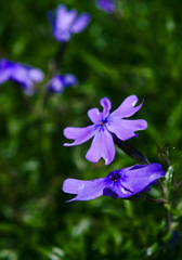 青い芝桜　P1170161zz