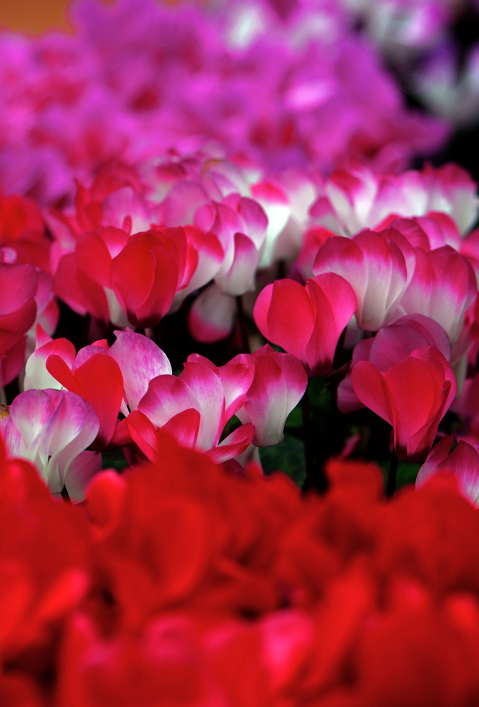 赤色色々　IMG0373zz