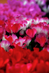 赤色色々　IMG0373zz